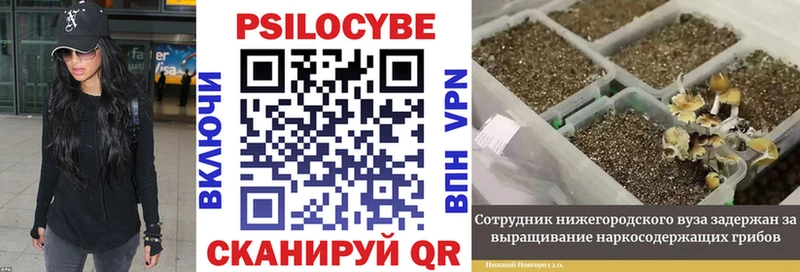 Псилоцибиновые грибы Psilocybine cubensis  блэк спрут как войти  Снежногорск 
